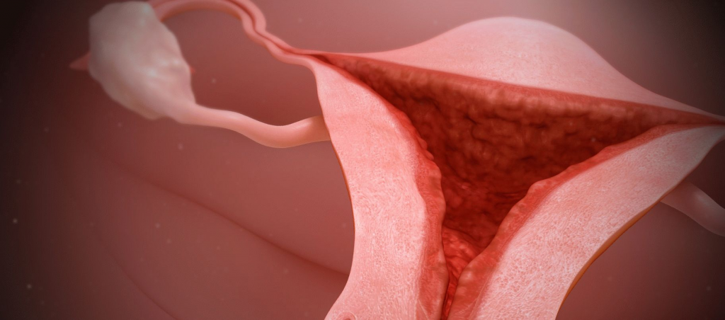 Эндометрий Эндометрий