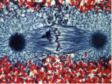 Объединение мужского и женского набора хромосом и формирование двойного набора (диплоидного).